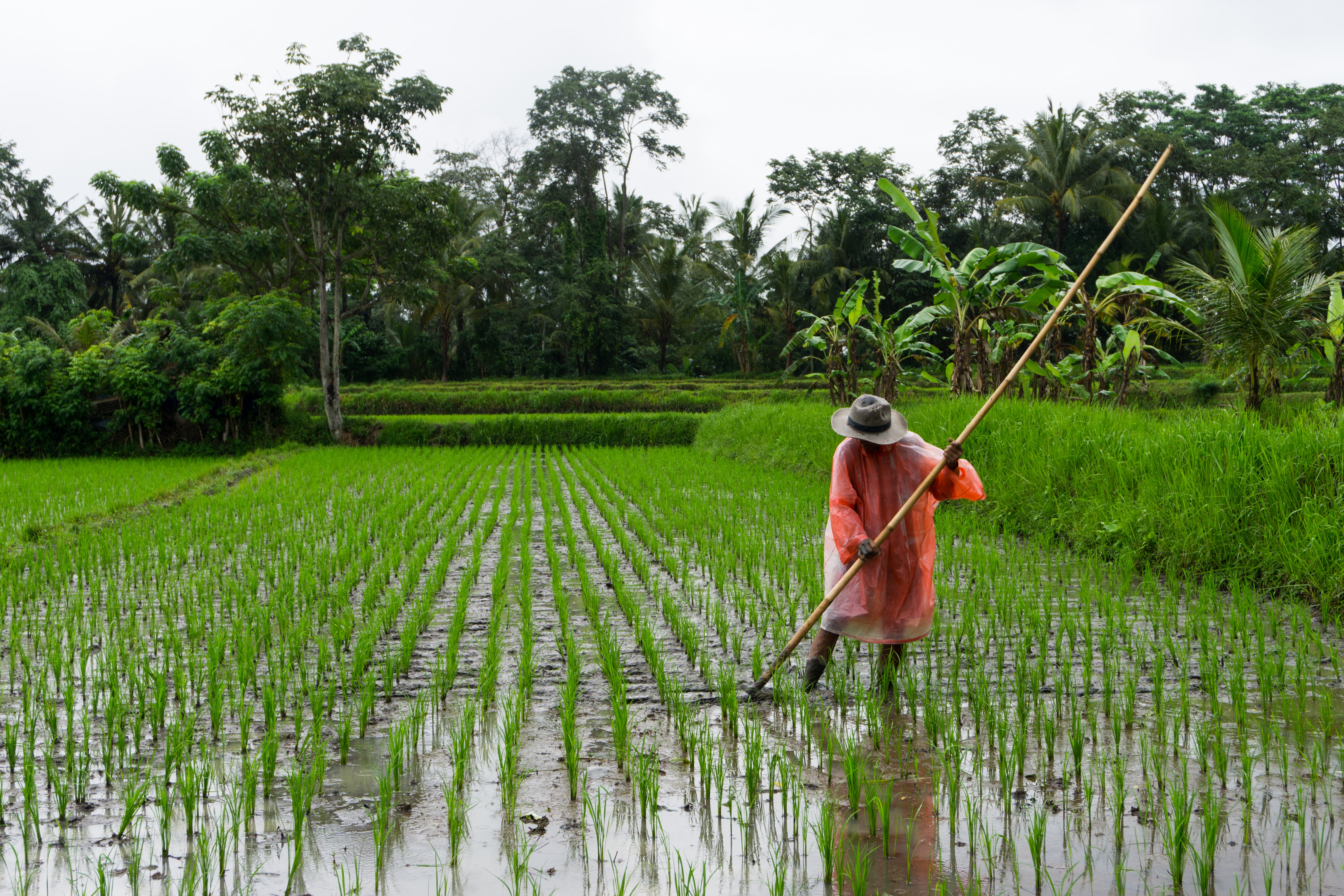 woman in rice field